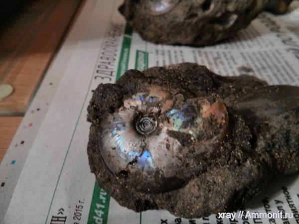 аммониты, Еганово, Garniericeras catenulatum