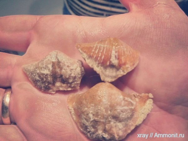 брахиоподы, Старицкий карьер