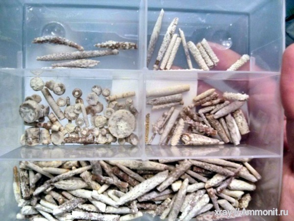 иглокожие, карбон, Старицкий карьер