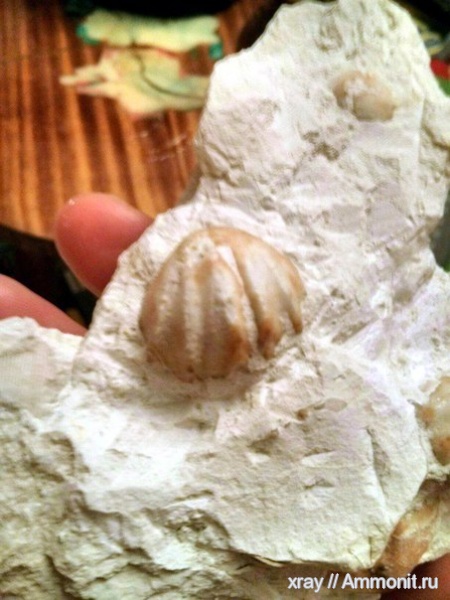 брахиоподы, Enteletes, Старицкий карьер