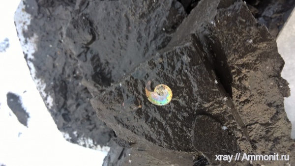 Коломенское, оксфорд