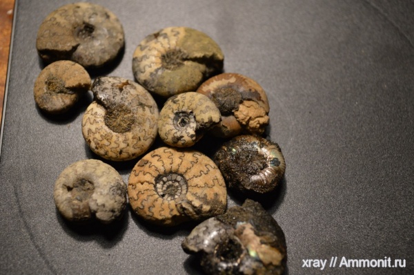 аммониты, юра, мел, р. Унжа, Огарково