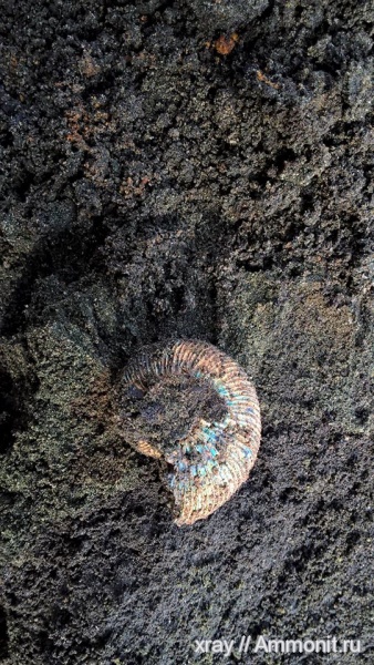 аммониты, Еганово, зона Virgatites virgatus