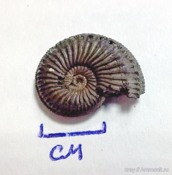 аммониты