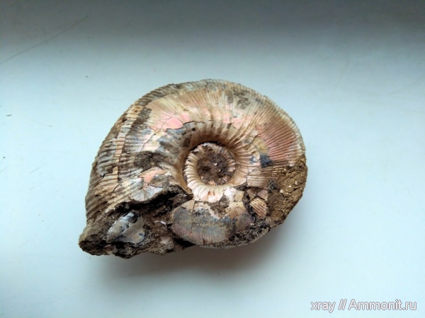 аммониты, юра, Kepplerites galilaeii, Callovian, Jurassic