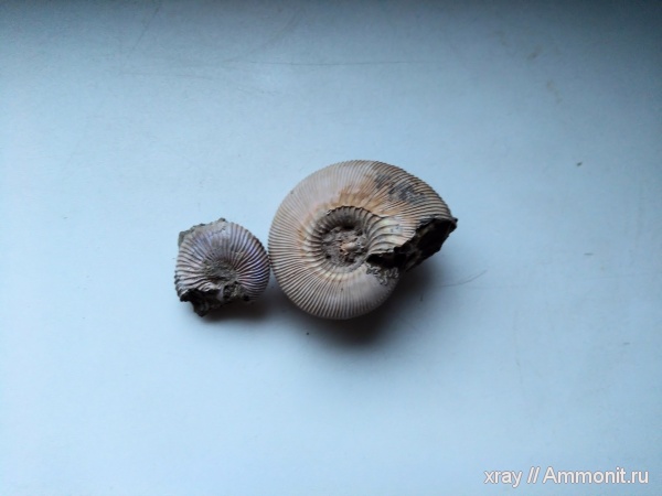 аммониты, юра