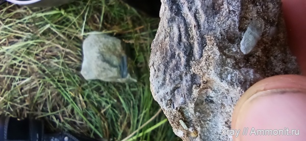 триас, кости, лабиринтодонты