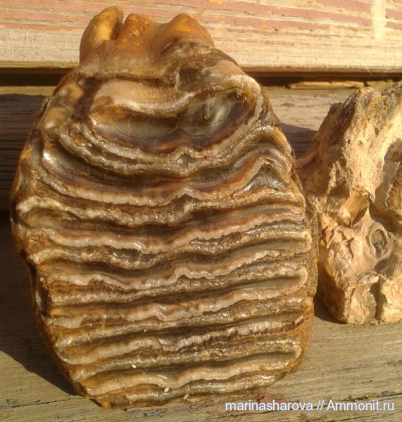 Ярославская область