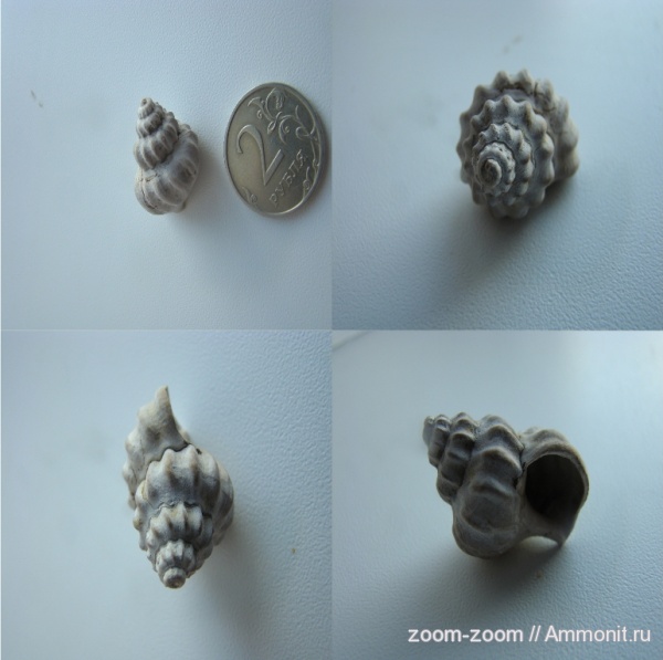 гастроподы, нижний мел, апт, Khetella, нижний апт, Aptian, Lower Cretaceous