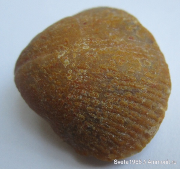 Брахиоподы