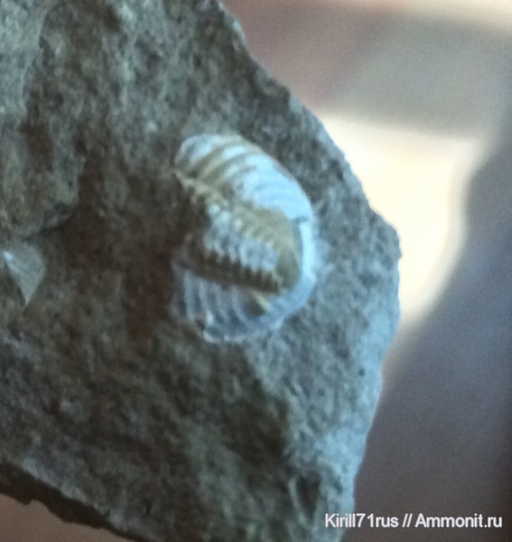 трилобиты, пигидий