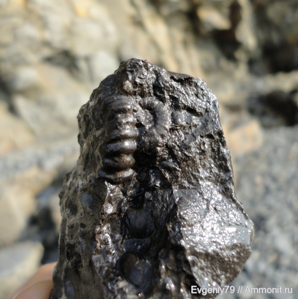 аммониты, триас, Ammonites, остров Русский, Triassic