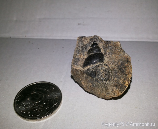 гастроподы, Приморский край