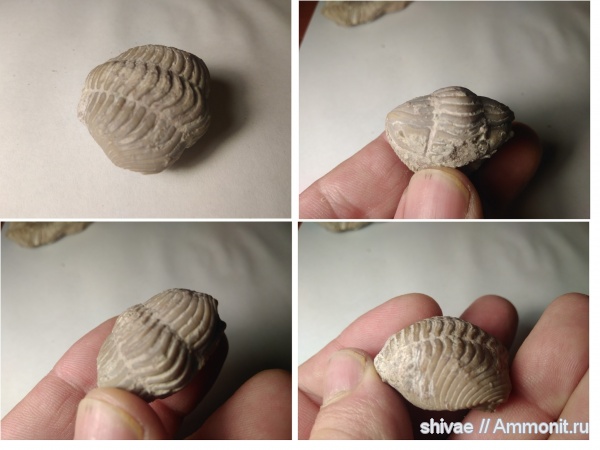 трилобиты, ордовик, р. Волхов