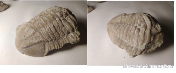 трилобиты, ордовик, р. Волхов