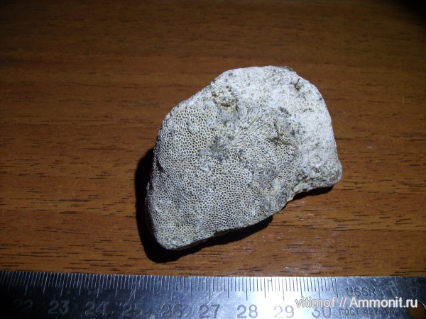 губки, беспозвоночные