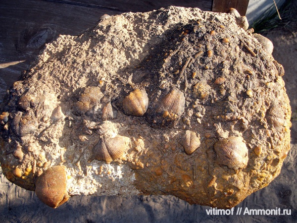 брахиоподы, Choristites, беспозвоночные