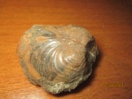 Inoceramus sp. или buchia,