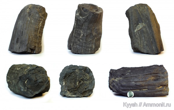 окаменевшее дерево