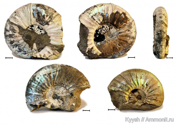 Virgatites, Virgatites gerassimovi