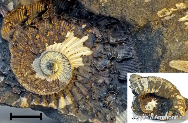 Virgatites gerassimovi