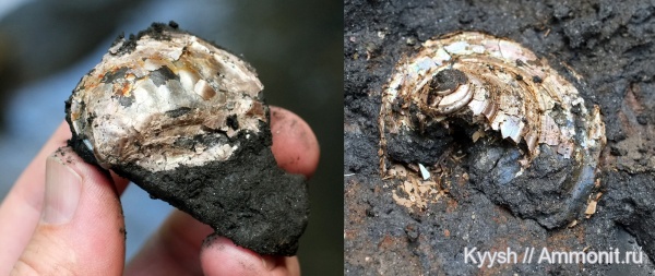 р. Шмелевка