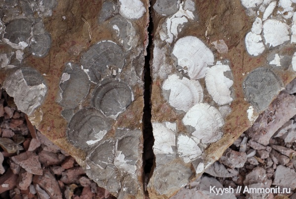 Гжель, Orthotetes, Orthotetida