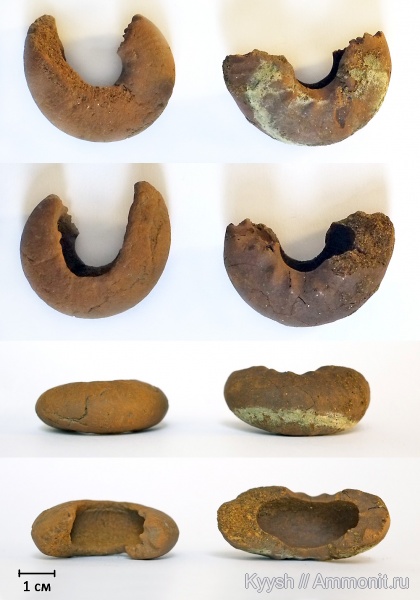 р. Шмелевка, Craspedites, зона Craspedites nodiger