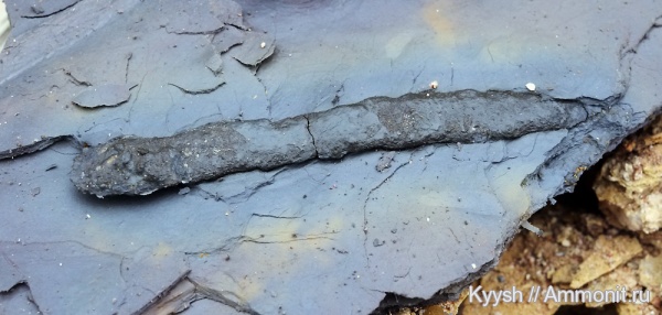 ихнофоссилии