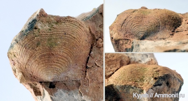 Калиновские выселки