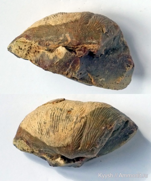 прижизненные повреждения, Калиновские выселки