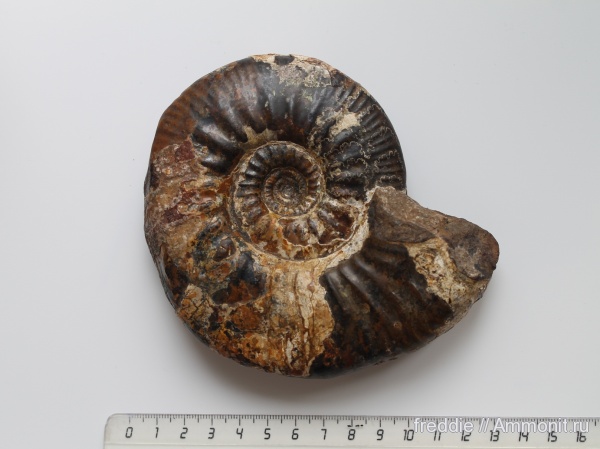 келловей, Perisphinctidae, Proplanulites, ушки, Microconchs, Proplanulites excentricus, lappets, Callovian, Middle Jurassic