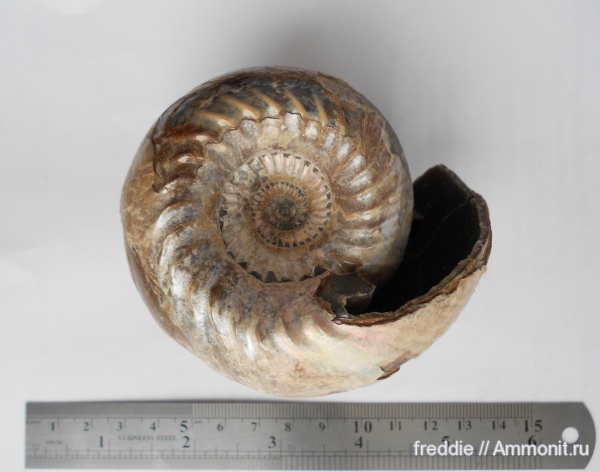 Cadoceras, Cadoceras elatmae