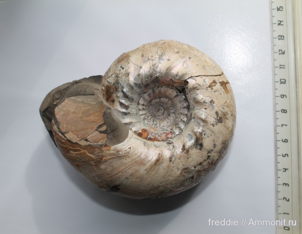 Cadoceras, Cadoceras elatmae