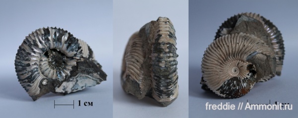 Pseudocadoceras, Toricellites
