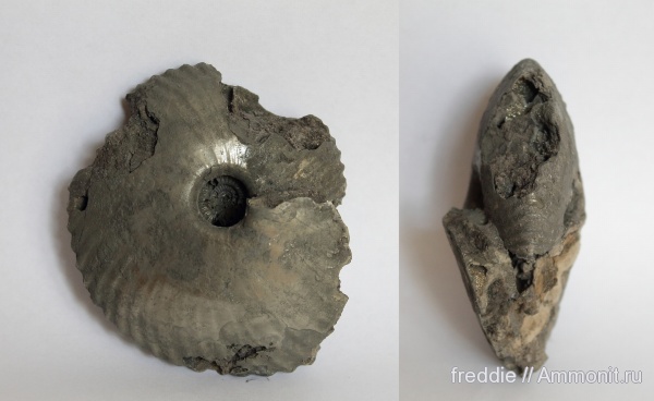 Cadochamoussetia uzhovkensis