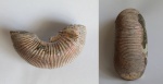 Kepplerites (Gowericeras) russiensis Mitta