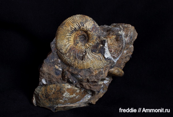 Toricellites, Toricellites curticornutus