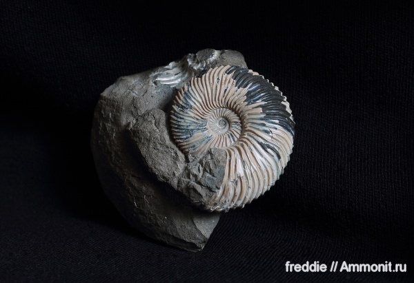 Pseudocadoceras, Pseudocadoceras mundum