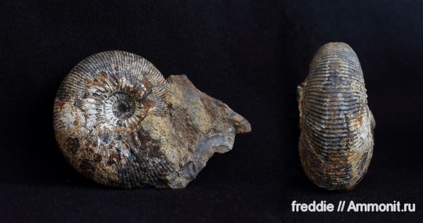 Kepplerites curtilobus