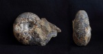 Kepplerites (Gowericeras) curtilobus (Buckman)