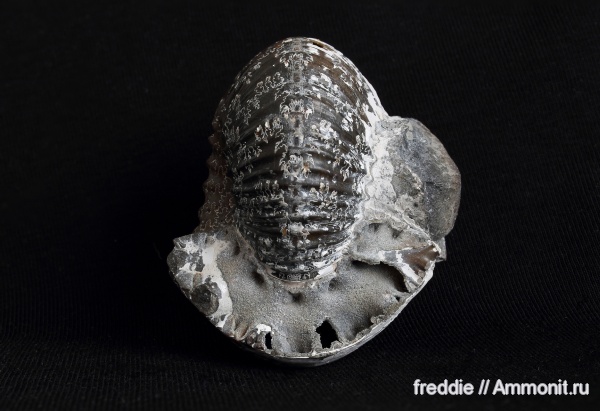 Cadochamoussetia surensis