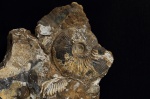 Toricellites sp.