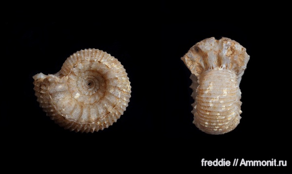 Teloceras, Teloceras blagdeni