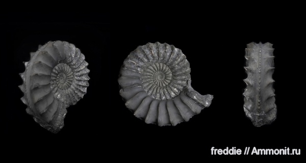 Pleuroceras, Pleuroceras spinatum