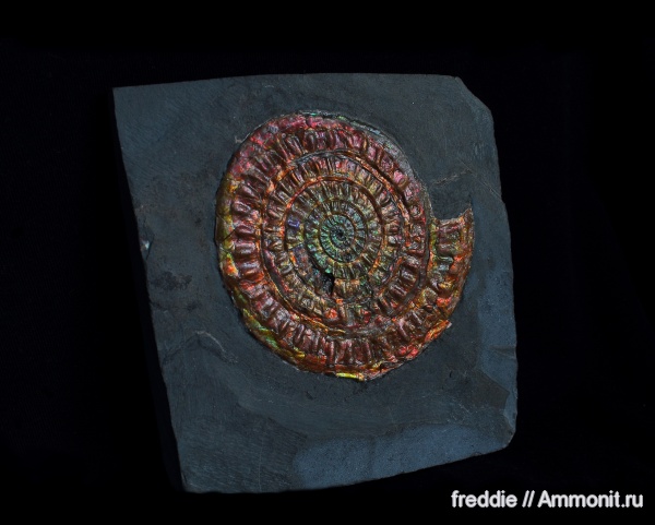 Caloceras, Caloceras johnstoni, Hettangian