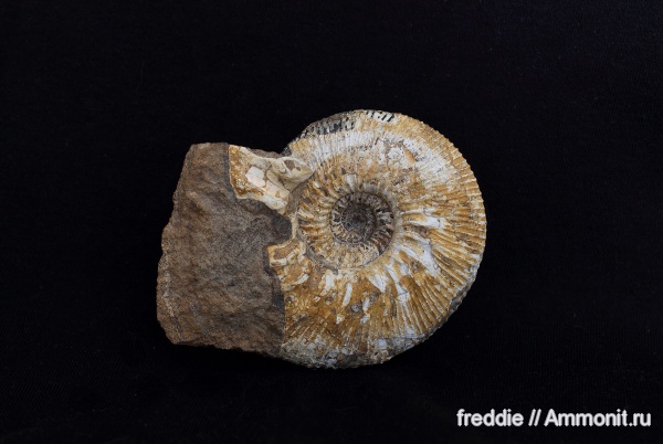 Kepplerites, Kepplerites curtilobus