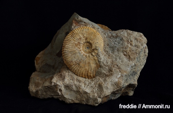 Kosmoceras, Kosmoceras obductum