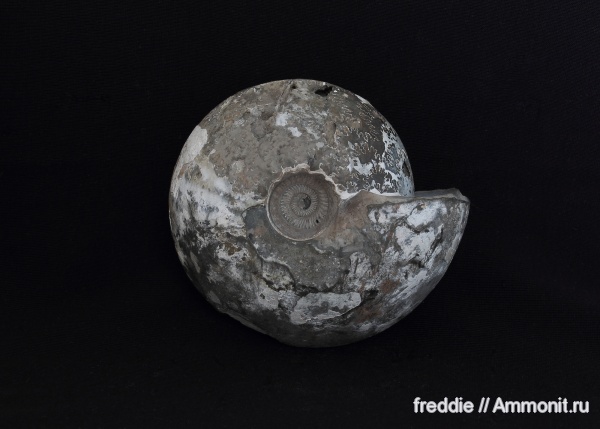 Cadochamoussetia, Cadochamoussetia surensis