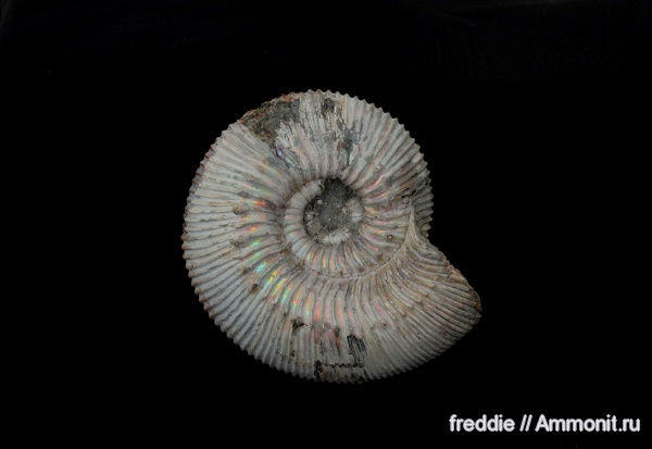 Kepplerites, Kepplerites russiensis